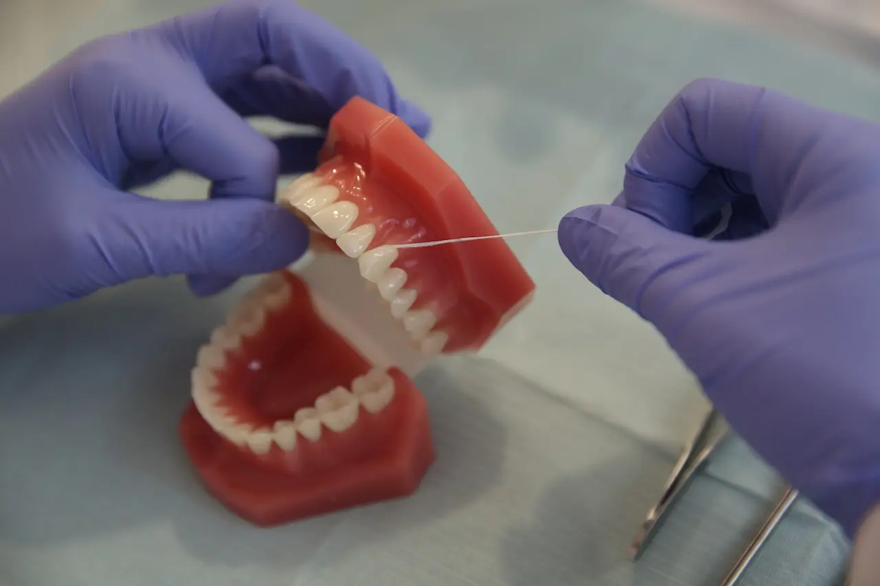 dentist flossing a 3D mouth model