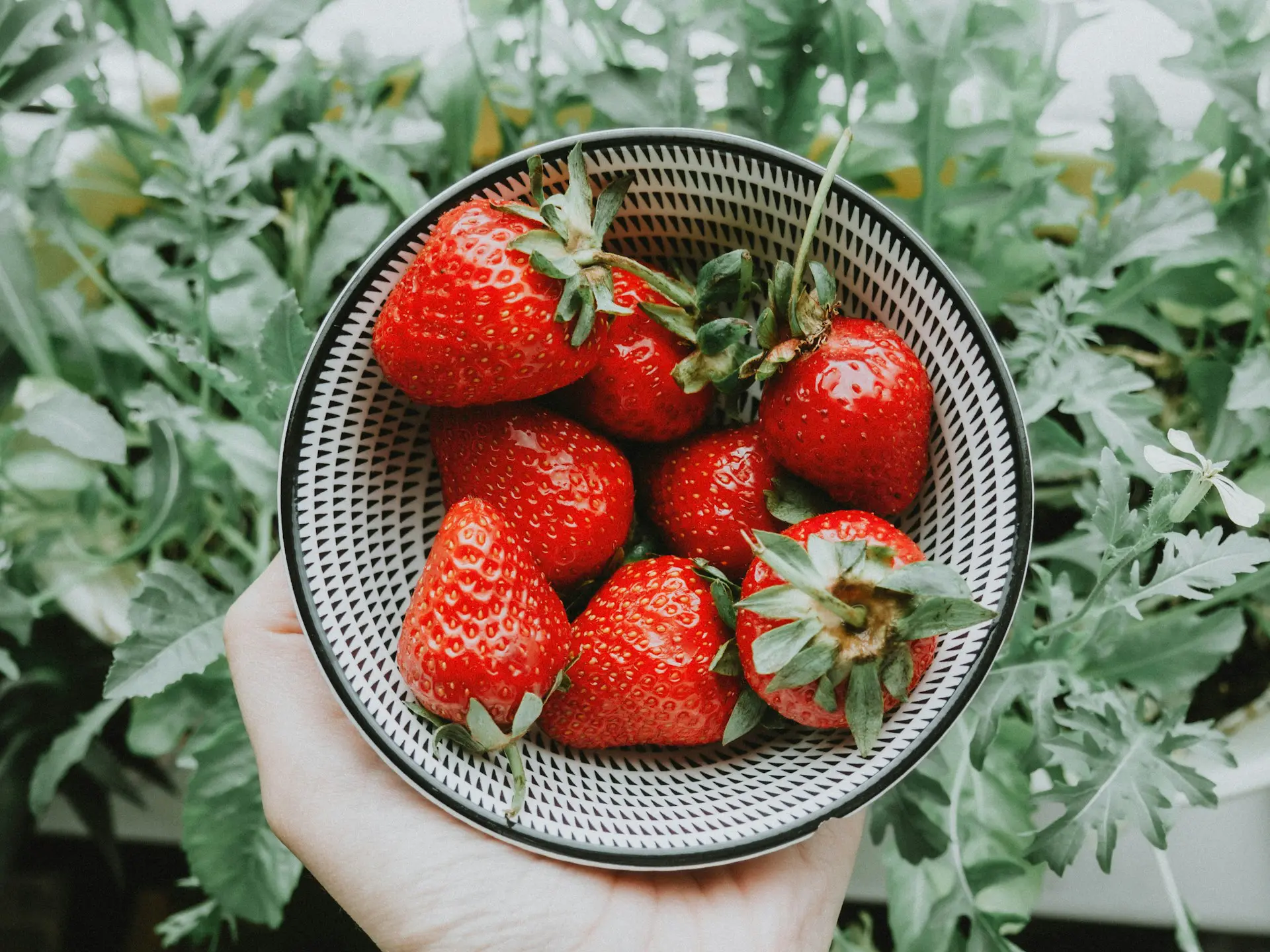 bowl of fresh strawberries