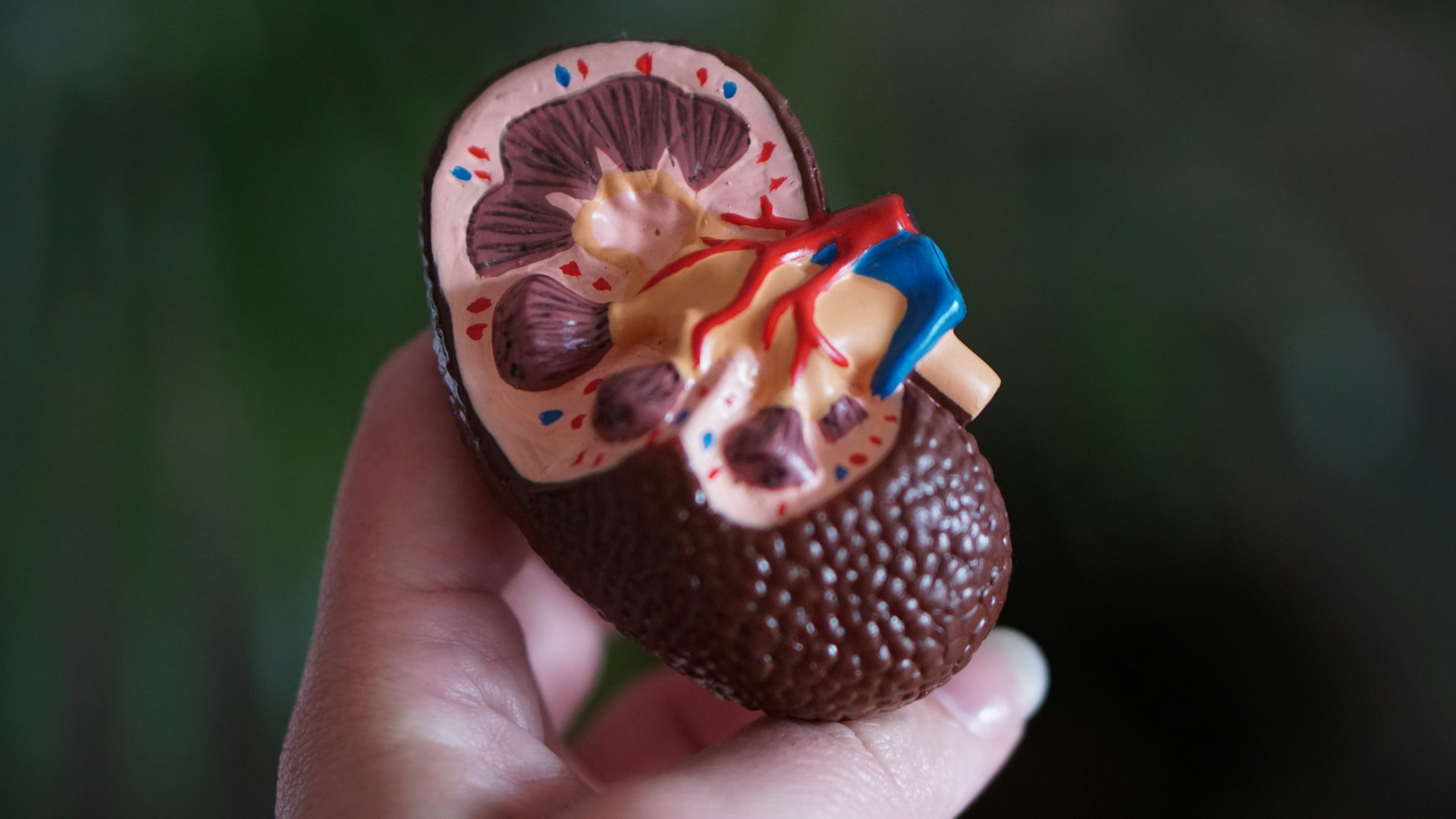 a hand holding a model of a kidney